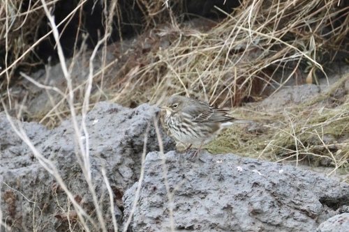 Rock Pipit, De Cocksdorp, Niederlande, photo 8 of 10