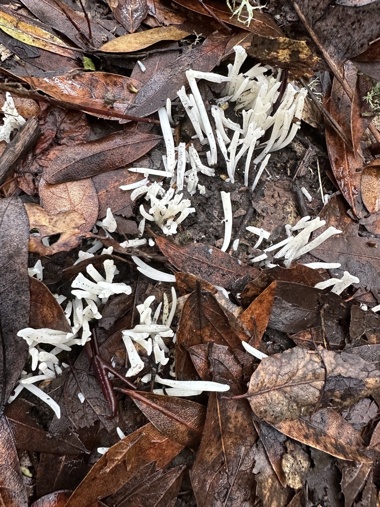 Clavaria fragilis · December 2025 · photo: © cooper_matuszak (iNaturalist, cc0)