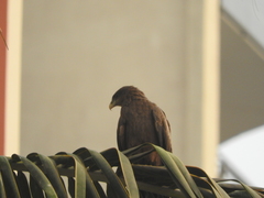 Milvus migrans parasitus