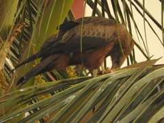 Milvus migrans parasitus