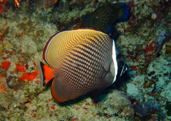 Chaetodon collare