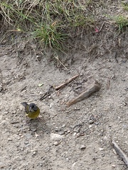 Phrygilus