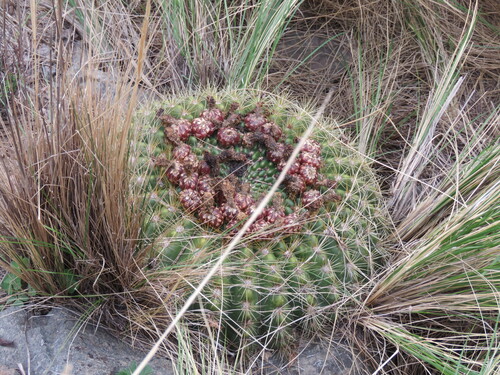 Golden barrel of the Andes (Lobivia bruchii)