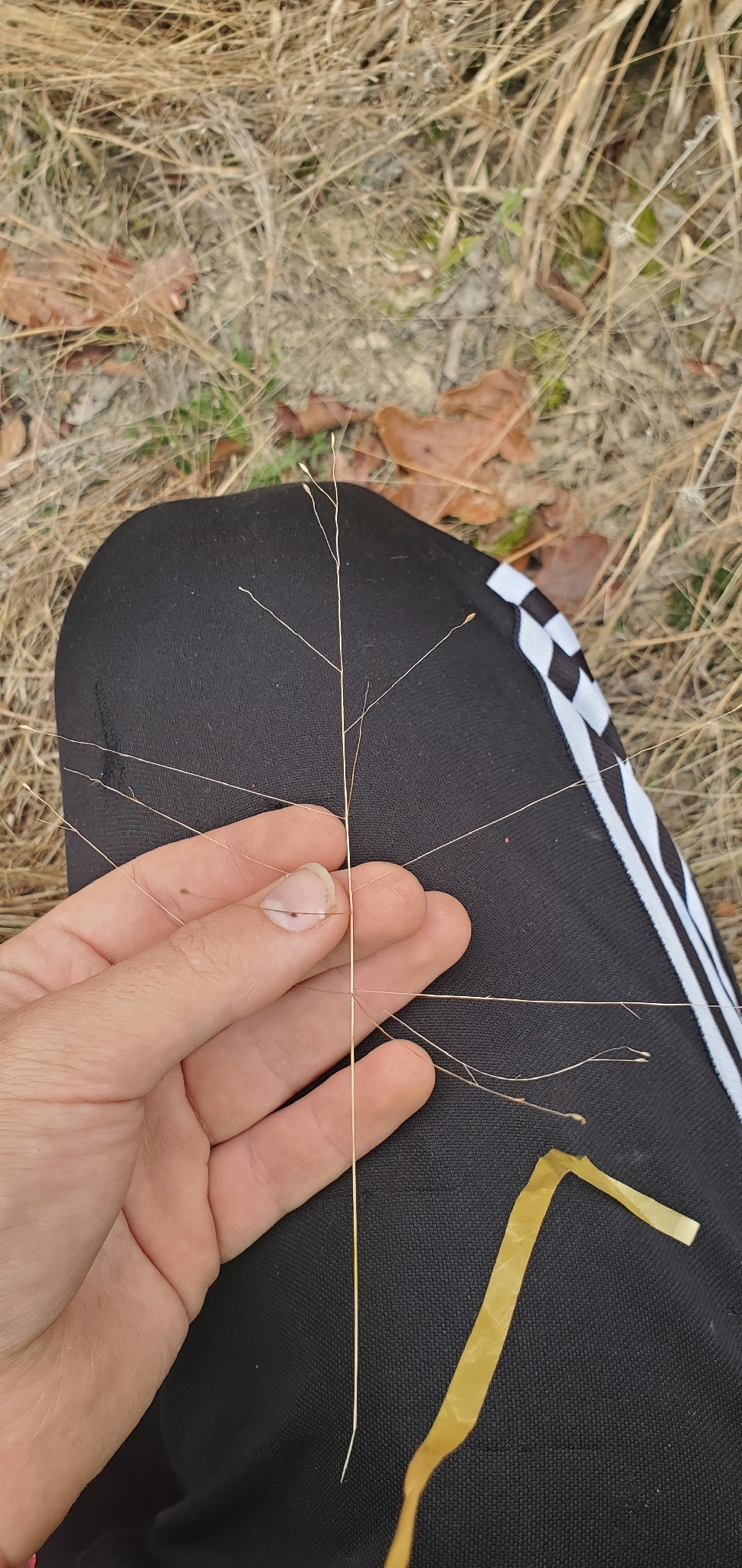 Fall Witchgrass (Digitaria cognata)
