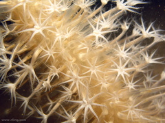 Veretillidae