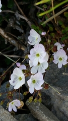 Veronica decora
