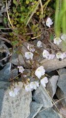 Veronica decora
