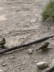 Phrygilus