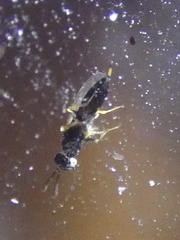 Chalcidoidea
