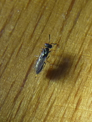 Chalcidoidea