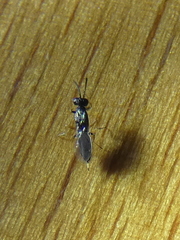 Chalcidoidea