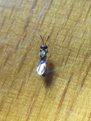 Chalcidoidea