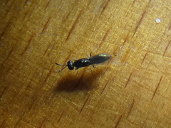 Chalcidoidea