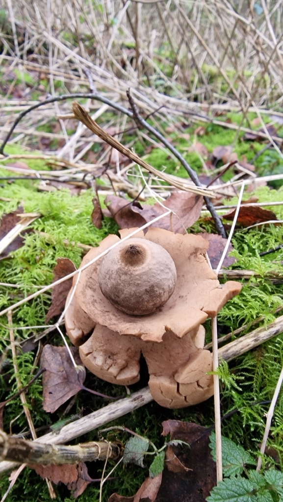 Geastrum michelianum · December 2025 · photo: © fungiary (iNaturalist, cc0)