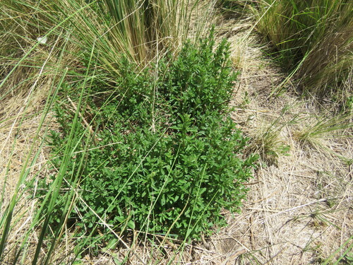 Clinopodium gilliesii, photograph 1
