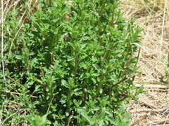 Clinopodium gilliesii, photograph author not stated, no rights reserved