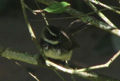 Rhipidura albogularis