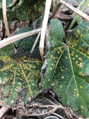 Puccinia malvacearum