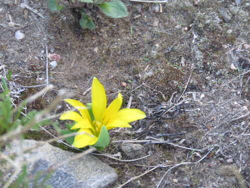 Alstroemeria pygmaea (Alstroemeria pygmaea)