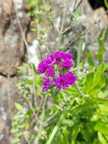 Hilliardiella hirsuta, 2025-12-28