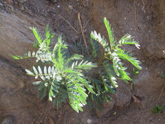 Senna birostris, photograph author not stated, no rights reserved