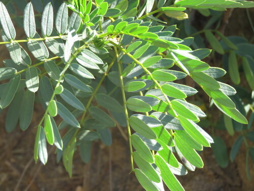 Senna birostris, photograph 2