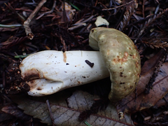 Russula olivacea