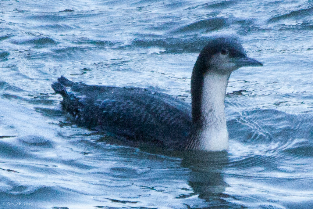 Pacific Loon