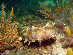 Orectolobus ornatus