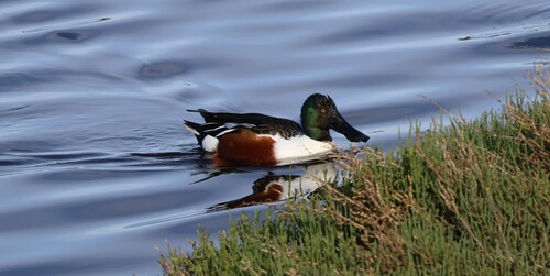 Canard souchet
