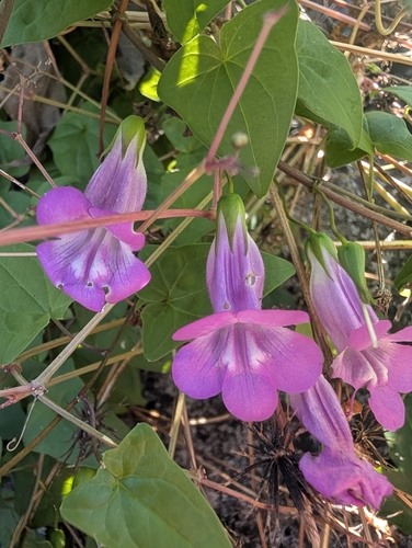 Pink Snapdragon Vine (Maurandya scandens)