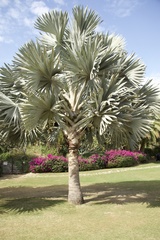 Bismarckia