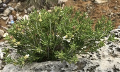Strumpfia maritima