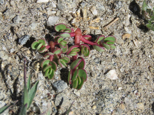 Portulaca fulgens (Portulaca fulgens)