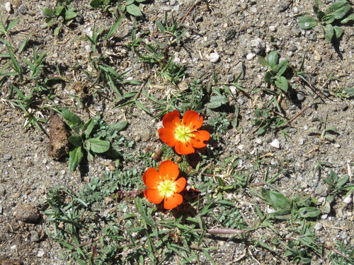 Hypseocharis pimpinellifolia, photograph 5