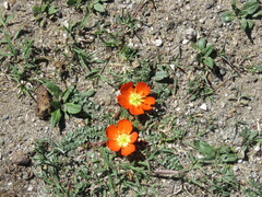 author not stated, no rights reserved Hypseocharis pimpinellifolia, photograph author not stated, no rights reserved