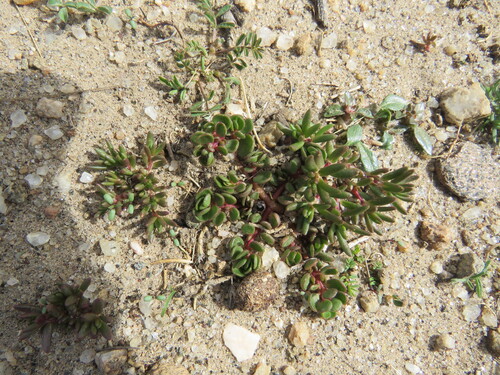 Portulaca fulgens (Portulaca fulgens)