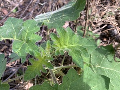 Solanum viarum image