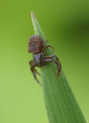 Coriarachne depressa