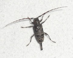 Graphisurus fasciatus