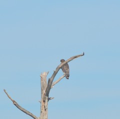 Buteo lineatus