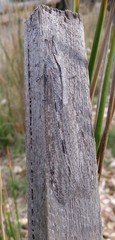 Heoclisis fundata