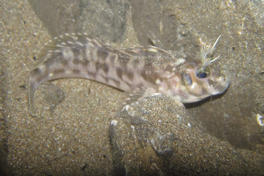 Payta blenny (Hypsoblennius paytensis) — Blenniidae