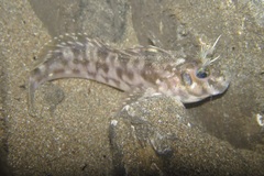 Peruvian Blenny photo 1