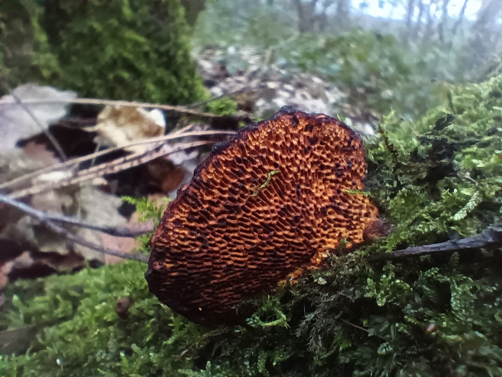 Daedaleopsis confragosa · December 2025 · photo: © considerthelilies (iNaturalist, cc-by)