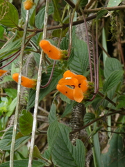 Columnea strigosa