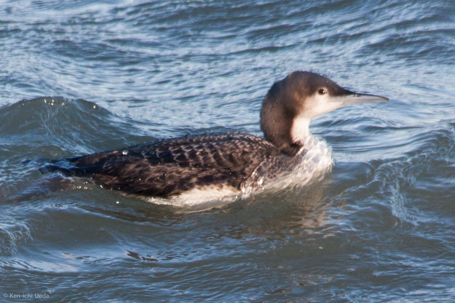 Pacific Loon
