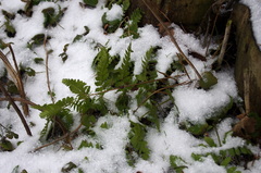 Dryopteris carthusiana