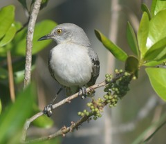 Mimus polyglottos