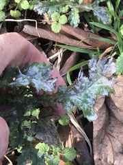 Golovinomyces fischeri